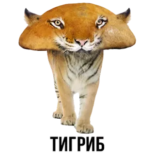🐯 ТИГРИБ tigre, fungo, animale, divertente, ibrido, tigrib telegram sticker