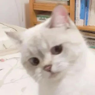 🐱 cat, white cat, pet, animal, domestic cat, feline telegram sticker