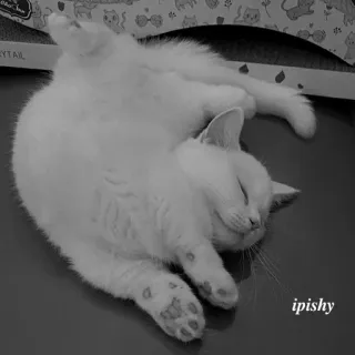 🕸 ipishy 猫, 睡觉, 白猫, 可爱, 宠物 telegram sticker