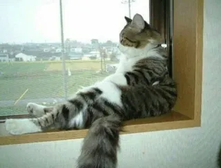😶 cat, window, animal, pet, relaxing, domestic cat telegram sticker