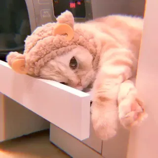 🥓 кот, животное, питомец, котёнок, милый, домашнее животное telegram sticker