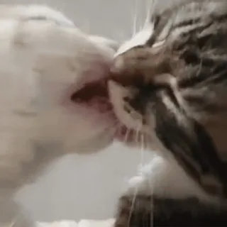 😇 cats, kissing, animals, pets whatsapp sticker