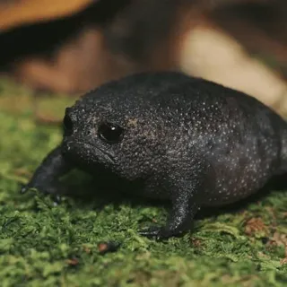 🙁 grenouille noire de pluie, grenouille, amphibien, animal, faune, mignon, nature telegram sticker