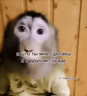 🌟 а што ты мне сделаеш
я в другом городе singe, mème, animal, russe, drôle, internet whatsapp sticker