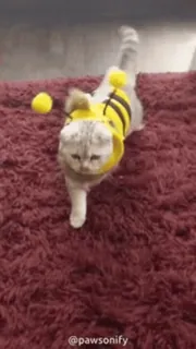 🥺 pawsonify cat, kitten, pet, animal, bee, cute, domestic animal telegram sticker
