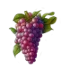 🍇