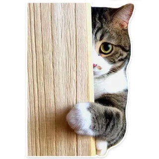 😓 gato, animal, mascota, atigrado, lindo, pegatina telegram sticker