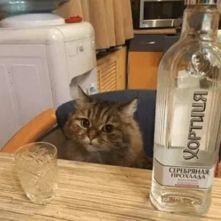 🥴 Хортиця СЕРЕБРЯНАЯ ПРОХЛАДА 猫, ウォッカ, アルコール, ボトル, 飲み物, ロシア telegram sticker