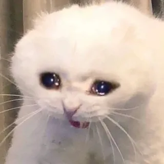 😭 kot, smutny, płaczący, zwierzę, kociak, biały kot telegram sticker