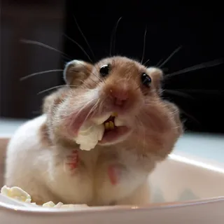 🐹 criceto, roditore, carino, animale domestico, animale, divertente, sfacciato, cibo telegram sticker