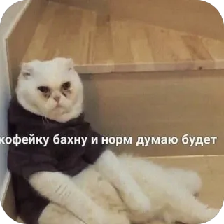 🫥 кофейку бахну и норм думаю будет cat, coffee, tired, mood, funny, meme, relatable, scottish fold telegram sticker
