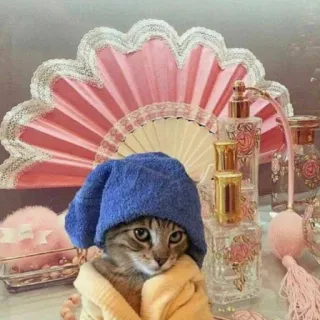 🦄 gato, toalla, perfume, retrato, lindo, animal telegram sticker