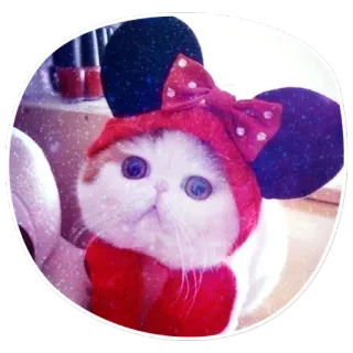 😕 cat, cute, animal, pet, kitten, cosplay, minnie mouse telegram sticker