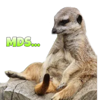 😓 MDS... suricato, animal, fofo, MDS, adesivo telegram sticker
