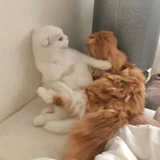 😡 cats, animals, pet, cute, domestic cats, two animals, interaction telegram sticker