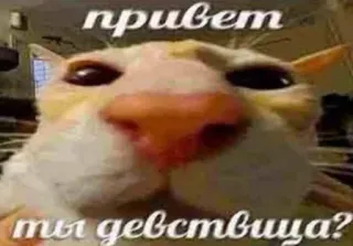 ❓ привет ты девствица? 고양이, 밈, 러시아, 안녕하세요, 질문 telegram sticker