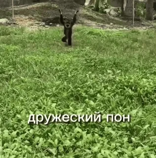 💫 дружеский пон monyet, kera, berlari, rumput, hewan telegram sticker
