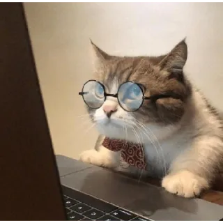 👀 cat, animal, laptop, glasses, bow tie, cute, internet, computer telegram sticker