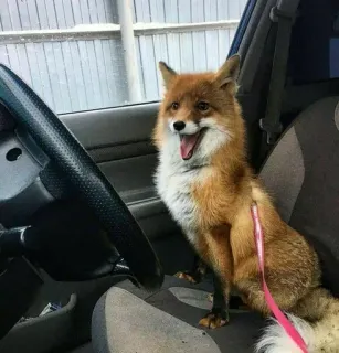 🦊 fox, animal, car, driver, cute, pet telegram sticker