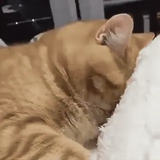🥺 cat, sleeping, orange tabby, pet, domestic animal telegram sticker