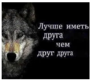 🌚 Лучше иметь друга чем друг друга Wolf, Tier, Freundschaft, Zitat, Natur telegram sticker