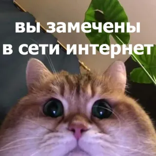 😐 вы замечены в сети интернет แมว, อินเทอร์เน็ต, มีม, รัสเซีย, ตลก, สัตว์ telegram sticker