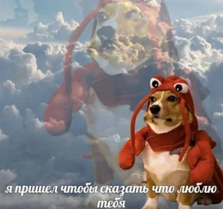 пушистые мемы @catsandsadness telegram stickers