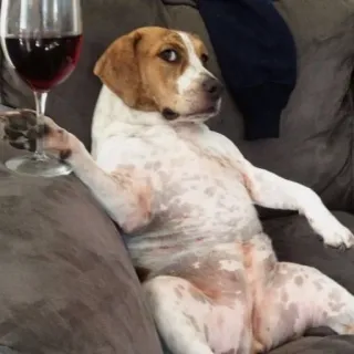 🐱 pies, wino, szkło, relaks, zwierzę, kanapa telegram sticker