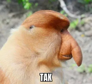 👍 TAK Nasica, Scimmia, Animale, Tak, Meme, Divertente telegram sticker