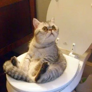 🚽 Katze, Toilette, lustig, süß, Tier telegram sticker