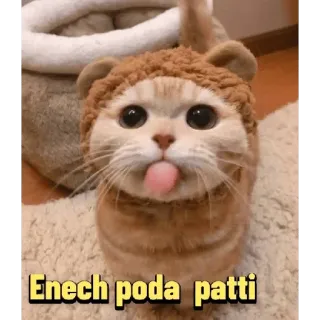😛 Enech poda patti cat, cute, animal, funny, meme telegram sticker
