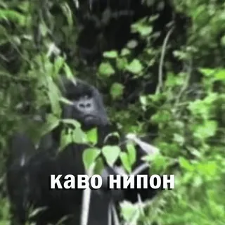 🤔 каво нипон gorila, natureza, animal, vida selvagem whatsapp sticker