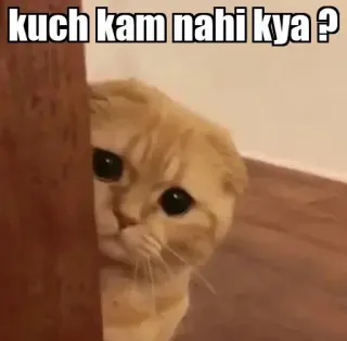 👀 kuch kam nahi kya ? gato, lindo, meme, hindi, gracioso telegram sticker
