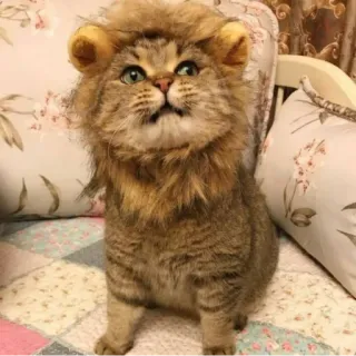🙄 Katze, Löwe, Tier, Haustier, süß telegram sticker