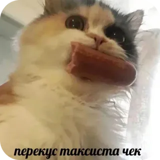 🐱 перекус таксиста чек chat, saucisse, animal, nourriture, mème, drôle, animal de compagnie telegram sticker