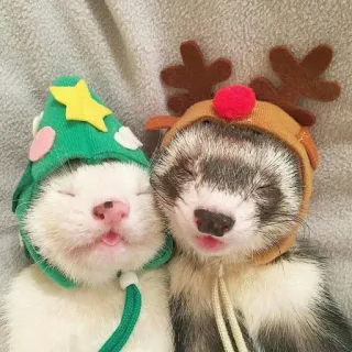 🌟 Katze, Frettchen, Weihnachten, Rentier, Baum, Tiere, süß whatsapp sticker