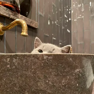 😉 kucing, binatang, hewan peliharaan, kamar mandi, wastafel, kucing abu-abu, anak kucing telegram sticker