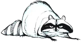 😒 raccoon, animal, cartoon, black and white, mammal telegram sticker