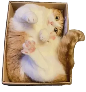 😸 kot, pudełko, słodki, zwierzę domowe, zwierzę, śmieszny, uroczy telegram sticker