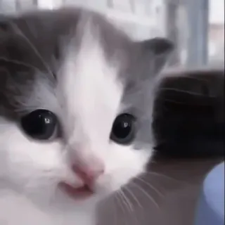 💗 котёнок, кот, милый, животное, питомец telegram sticker