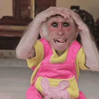 😦 monkey, animal, primate, cute, funny, dressed animal, pink, animal antics telegram sticker