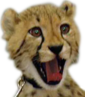 😯 cheetah, animal, wildlife, cat, kitten, mammal whatsapp sticker