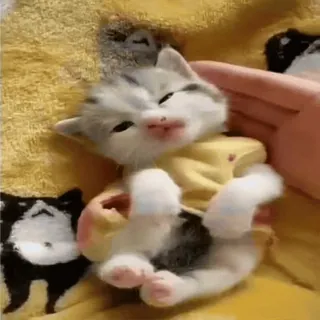 🐈 котёнок, кошка, милый, животное, питомец, домашнее животное whatsapp sticker