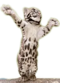👐 Nebelparder, Katze, Tier, süß, Baby, Wildtier telegram sticker