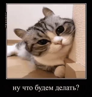 🌟 ну что будем делать? แมว, มีม, น่ารัก, สัตว์, ตลก, รัสเซีย whatsapp sticker