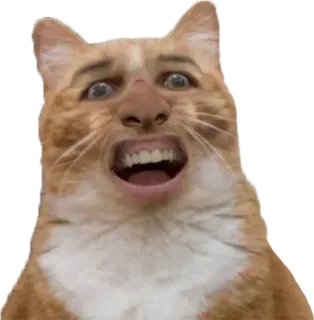😐 cat, meme, funny, weird, animal telegram sticker
