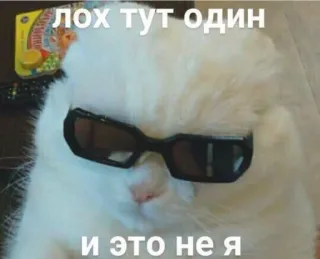 💬 лох тут один и это не я кот, солнцезащитные очки, мем, смешной, животное, белый кот telegram sticker