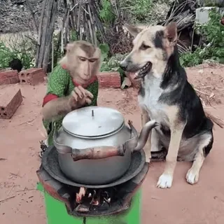 🧑🍳 monkey, dog, animals, tea, kettle, cooking telegram sticker