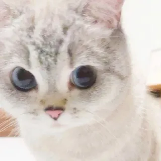 😒 gato, mascota, animal, gatito, lindo, animal doméstico, ojos azules whatsapp sticker