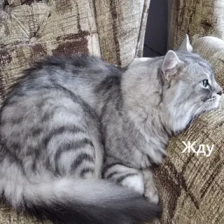⏳ Жду cat, waiting, pet, gray cat telegram sticker